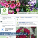 Socialmedia Facebook Gärtnerei Roßbacher